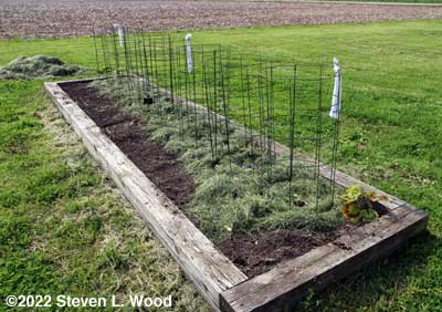 Peppers transplanted, caged, and mulched
