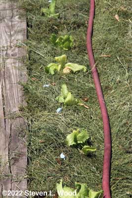Lettuce mulched and getting watered from rain barrel