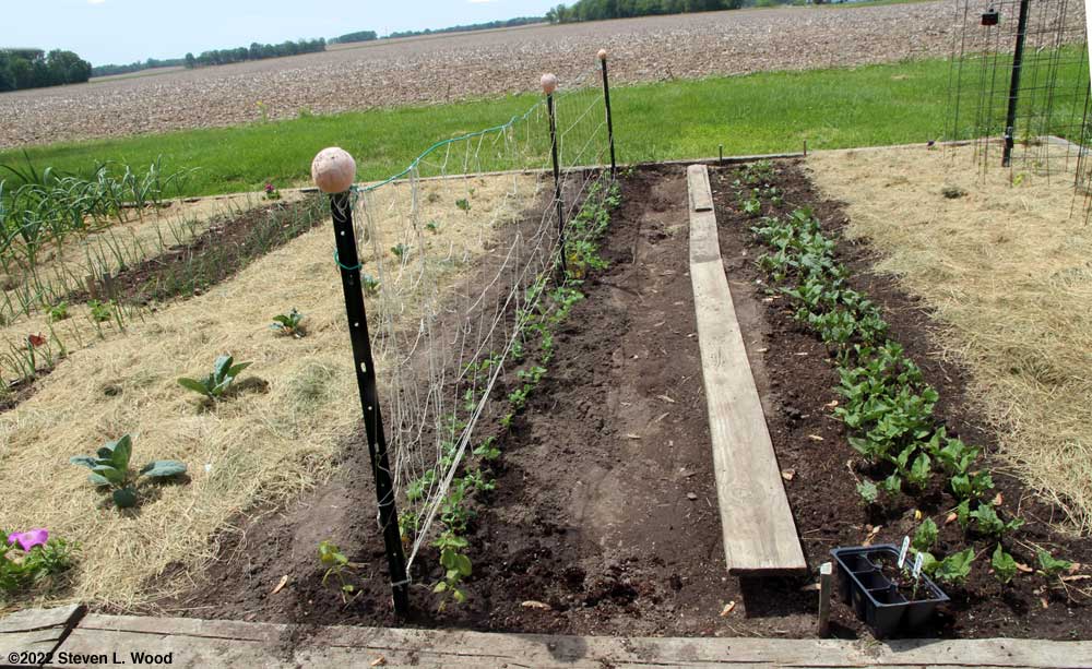 Eclipse peas transplanted