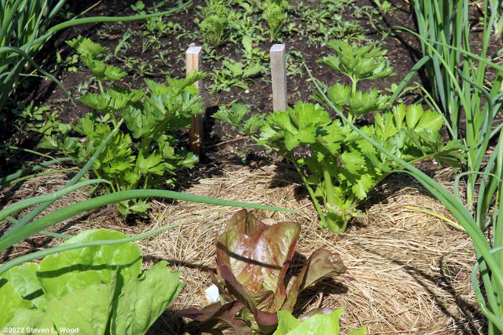 Celery amongst onions, carrots,  beets, and lettuce
