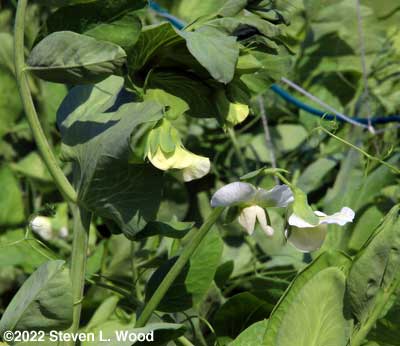 First pea blossoms of 2022