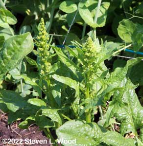 More bolting spinach