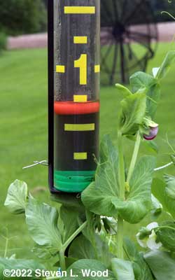 Rain gauge...and rouge pea blossom