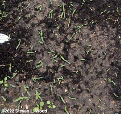 Seedling weeds emerging