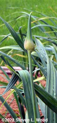 A garlic scape