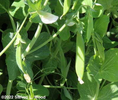 Pea pods set on - May 27, 2022