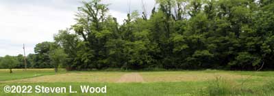 Our East Garden - June 1, 2022