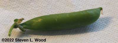 Our first ripe pea pod of the season