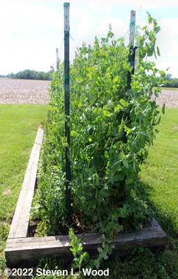 Tall, early peas