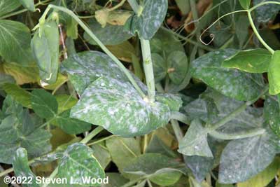 Powdery mildew on pea vines