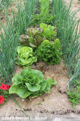 Lettuce
