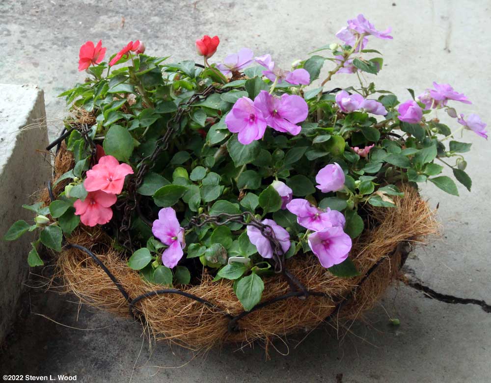 Impatiens in coco basket