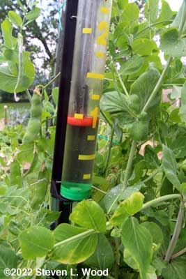 Nearly an inch of rain - June 8, 2022
