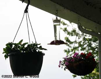 First hummingbird feeder