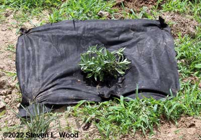 Sage corner marker plant