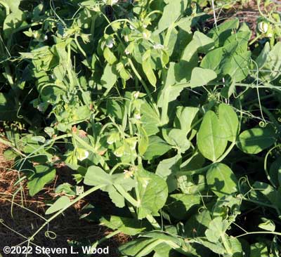 Eclipse peas blooming and setting pods
