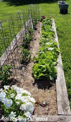 Our row of Crispino and Sun Devil head lettuce