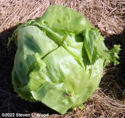 Lettuce head with X cut in it