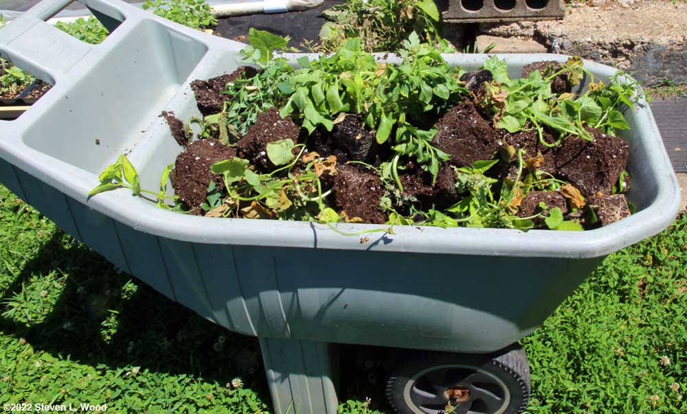Cart of lettuce leaves and transplants to be composted