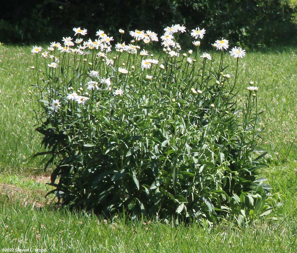 Daisies
