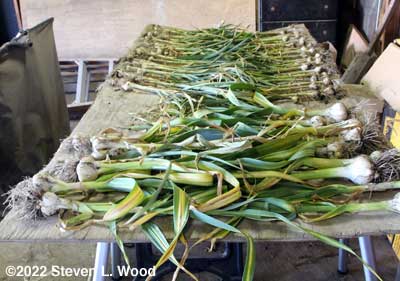 Garlic on drying table