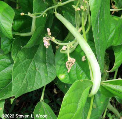 Green bean