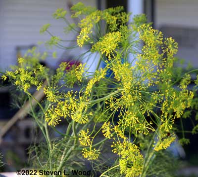 Dill in bloom