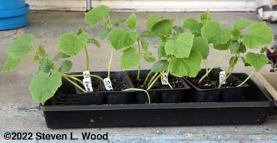 JLP cucumber transplants