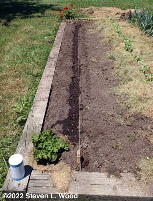 Kidney beans seeded