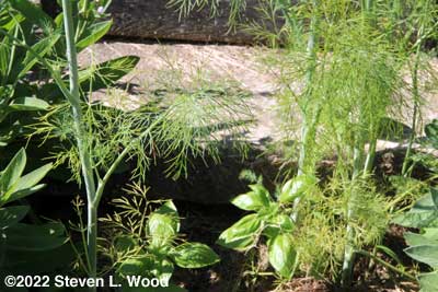 Dill weed (leaves)