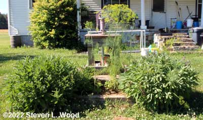 Our herb bed
