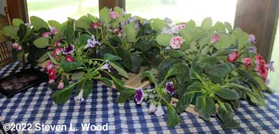 Gloxinias in bloom on our dining room table
