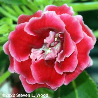 Velvety red double gloxinia
