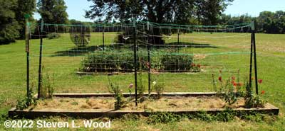 Cucumbers transplanted and mulched