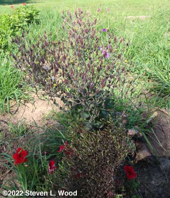 Majestic Red or Better Devil and Barbados lettuce ready to cut for seed