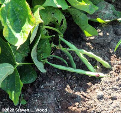 Kidney bean pods set on