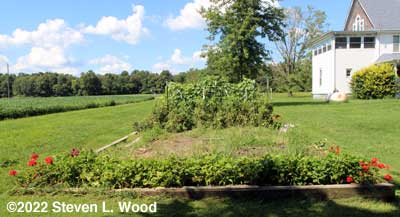 Weedy main raised bed