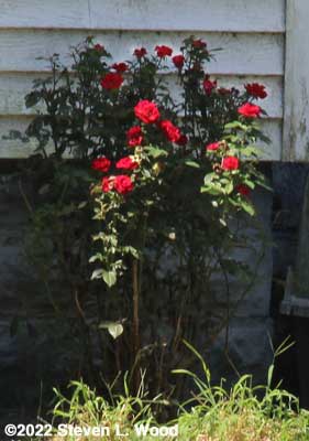Our rose bush