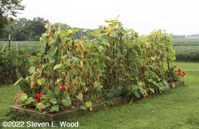 Sad looking cucumber vines