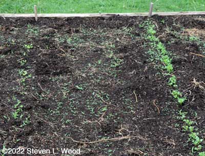 Grass seedlings erupt in aisles after rain