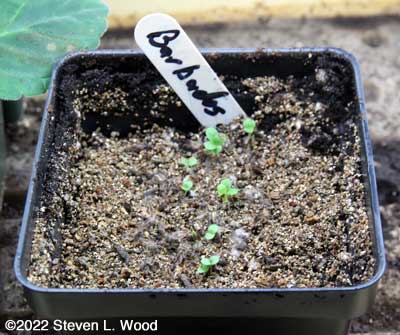 Saved Barbados lettuce seed germinated