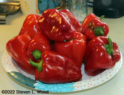 Earliest Red Sweet peppers