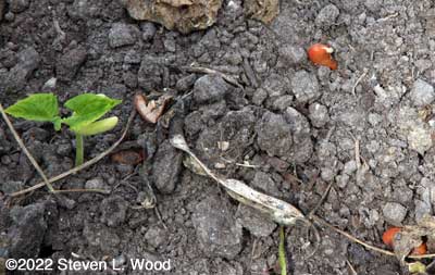 Dropped kidney bean seed germinating