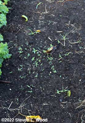 Seedling weeds erupt after a good rain