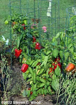 Earliest Red Sweet pepper plants filled with red peppers