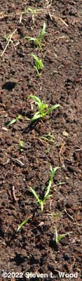 Abundant Bloomsdale spinach germinating