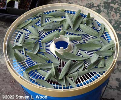 Sage leaves on dehydrator tray