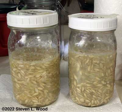 Cucumber seed and goo in jars to ferment