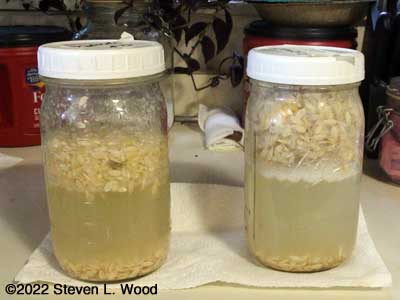 Cucumber seed fermenting in jars