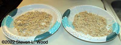 Cucumber seed drying